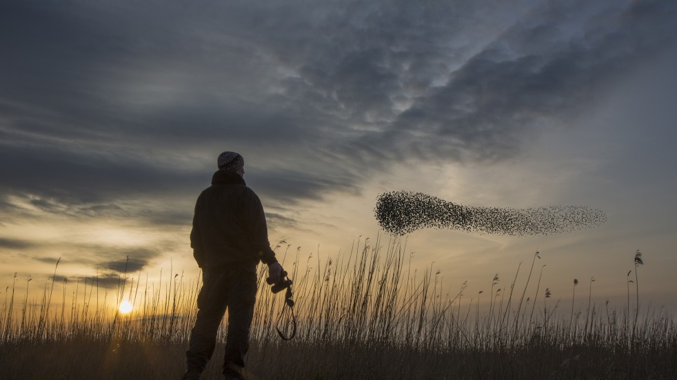 starling murmuration at sunset